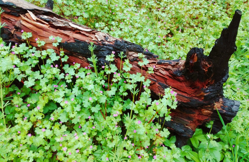 angoli di foresta sulla Majella