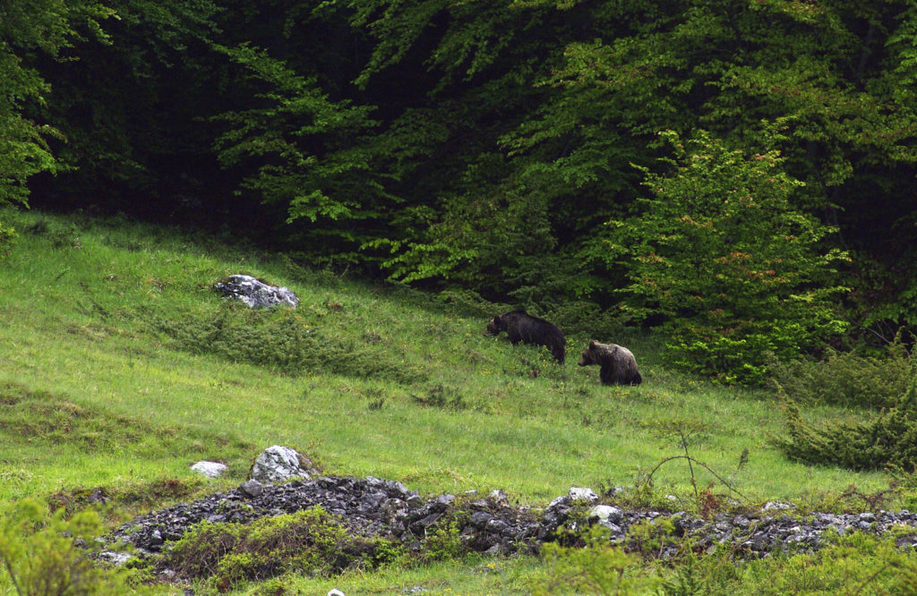 orsi sulla majella accoppiamento in natura